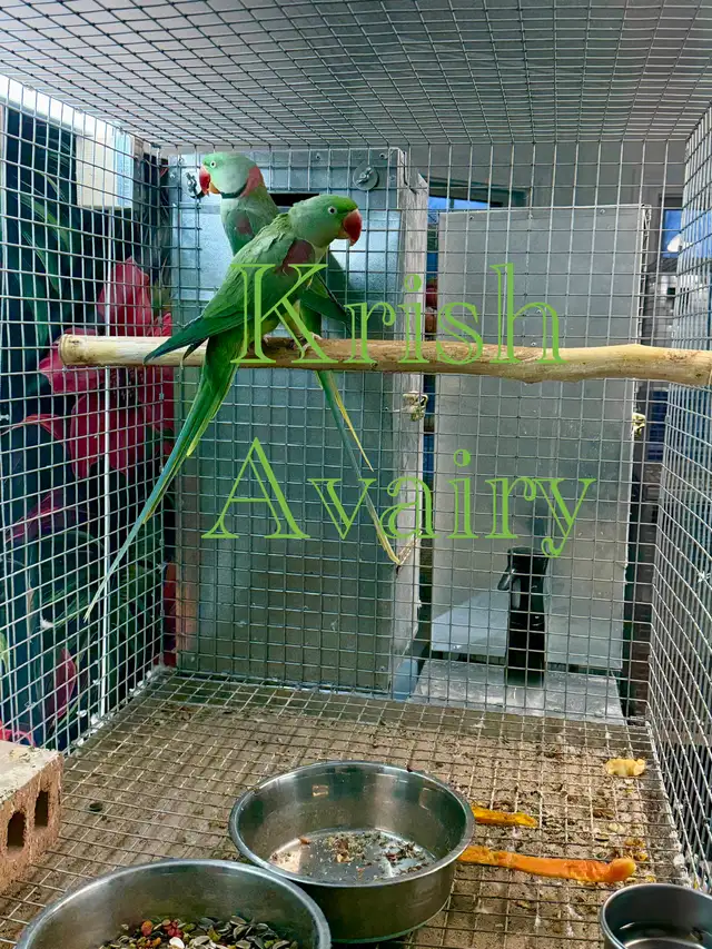 Proven Alexandrine Pair