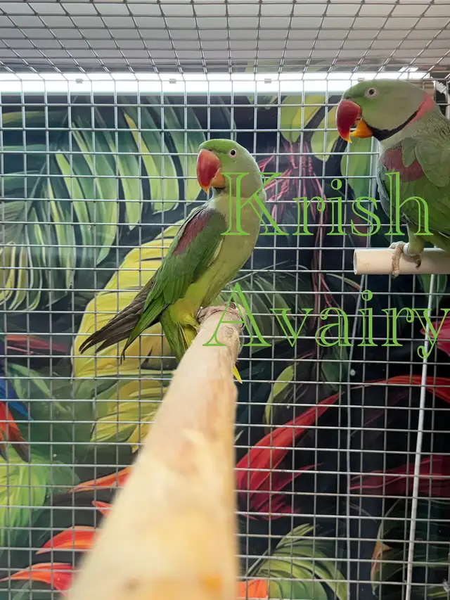Proven Alexandrine Pair - Photo 3