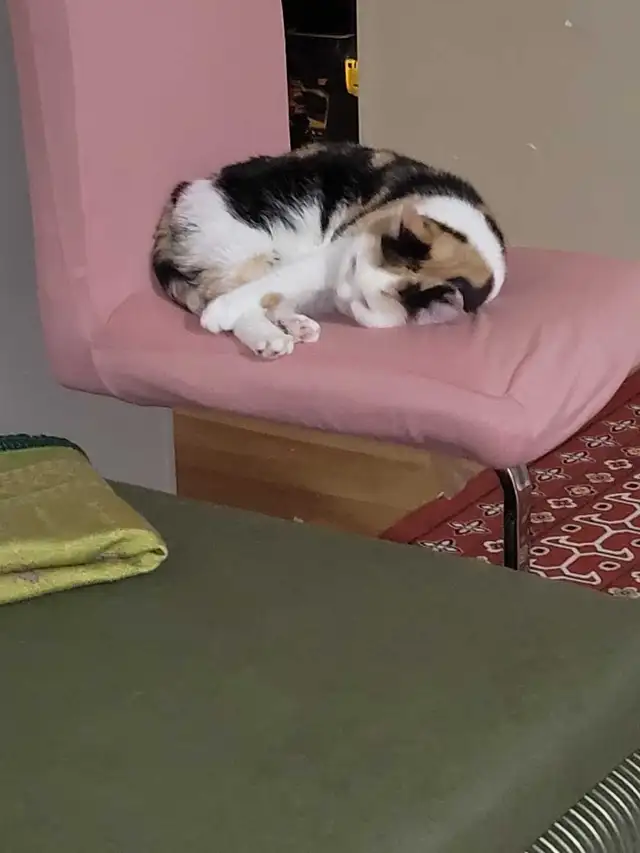 British x clico cat for sale