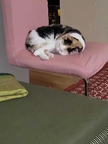 British x clico cat for sale