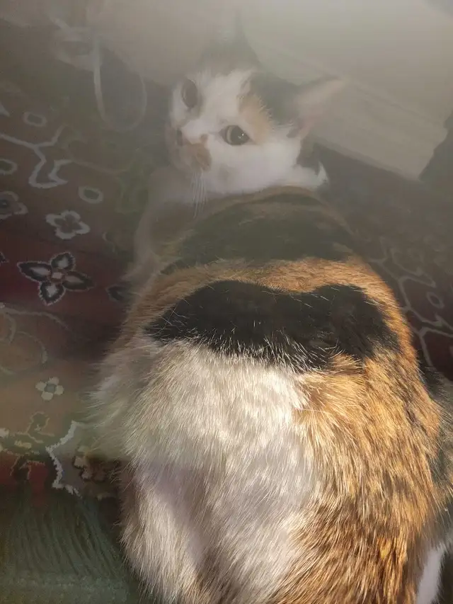 British x clico cat for sale - Photo 2