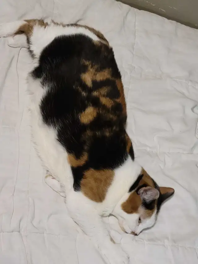 British x clico cat for sale - Photo 3