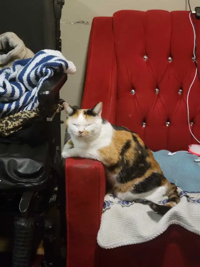 British x clico cat for sale - Photo 4