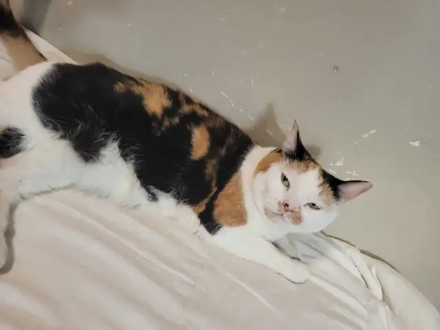 British x clico cat for sale - Photo 5