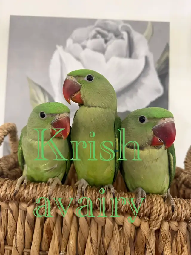 Baby Ringneck - Photo 2