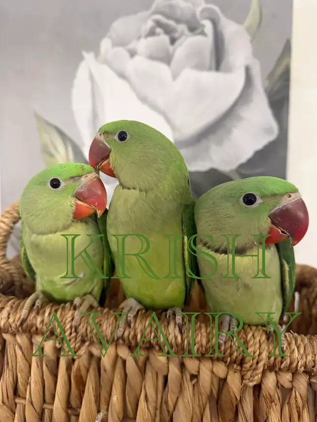 Baby Ringneck - Photo 3