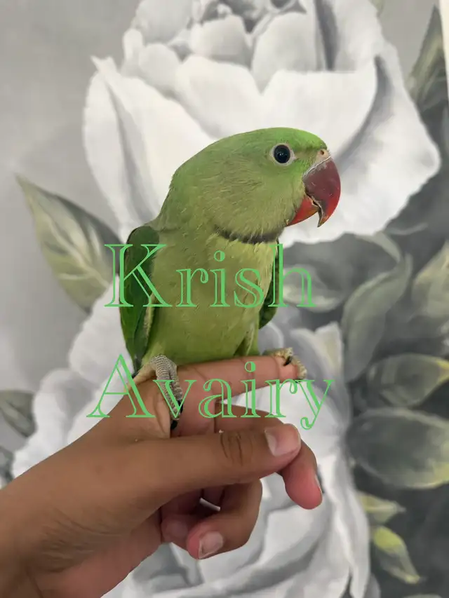 Baby Ringneck - Photo 5