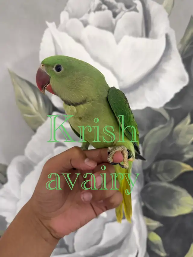 Baby Ringneck - Photo 6