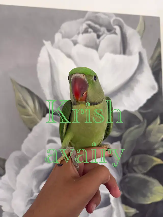 Baby Ringneck - Photo 7