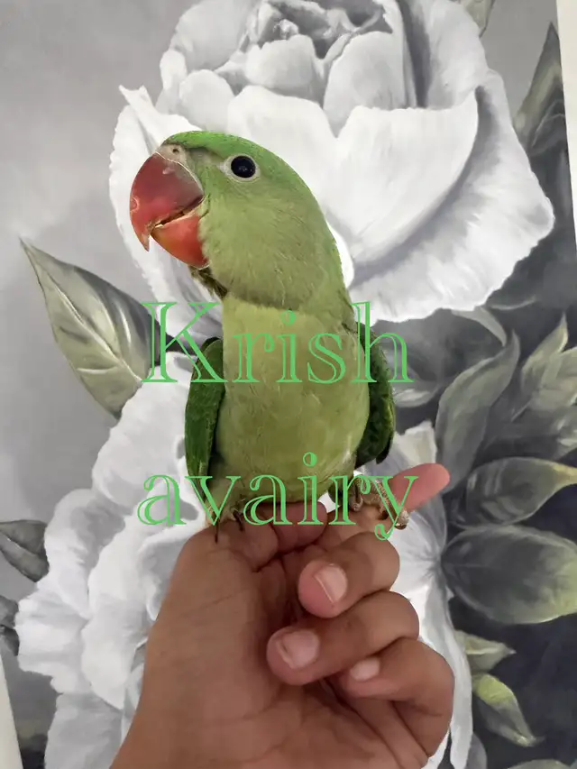 Baby Ringneck - Photo 8