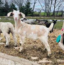 Boer x doelings for sale