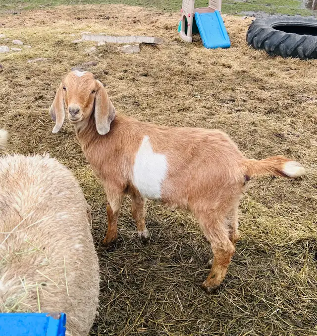 Boer x doelings for sale - Photo 2