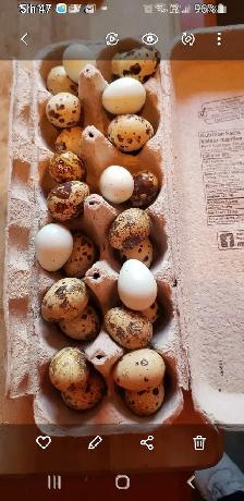 oeufs de cailles et de poules