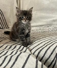 Maine Coon kittens