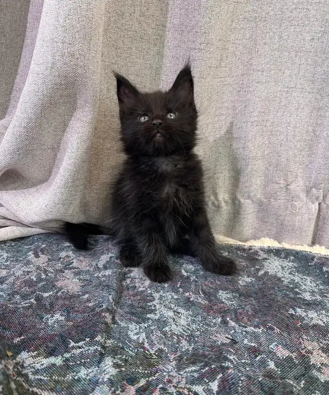 Maine Coon kittens - Photo 2