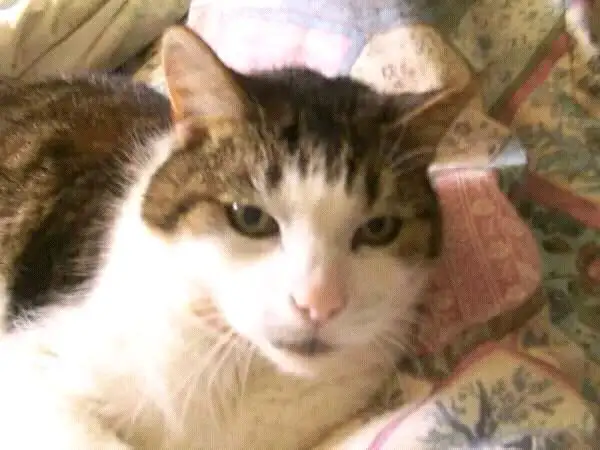 No.1 Dog Walking & Petsitting Services - Photo 6