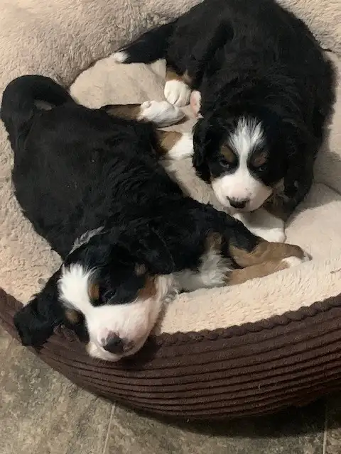 Bernese Mountain Dog Puppies