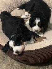 Bernese Mountain Dog Puppies