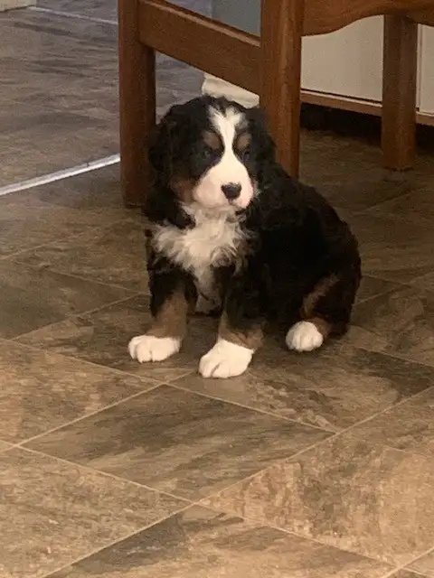 Bernese Mountain Dog Puppies - Photo 5
