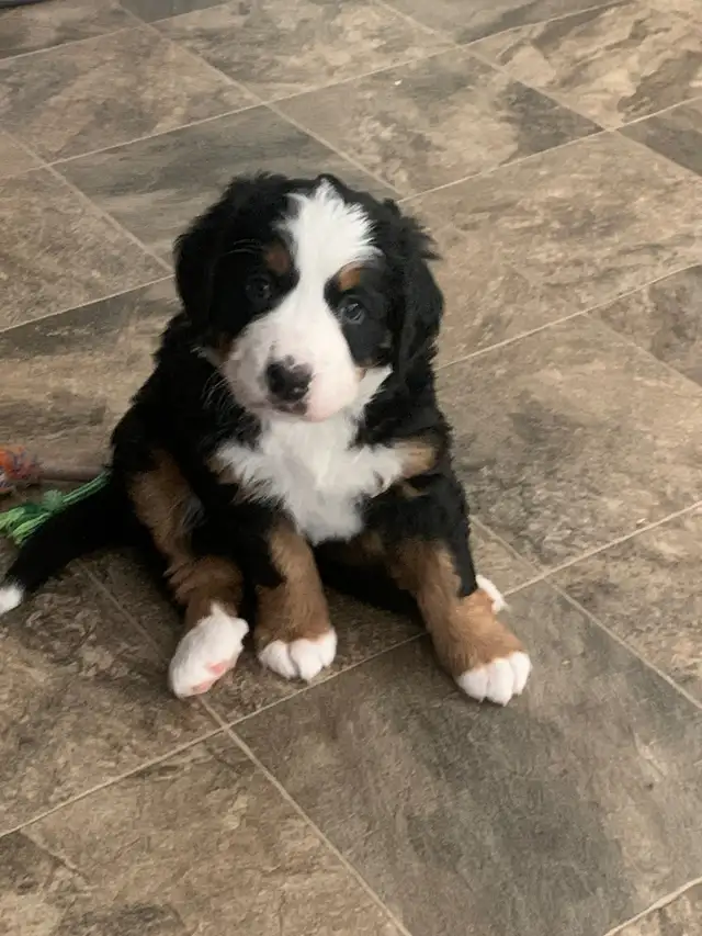 Bernese Mountain Dog Puppies - Photo 6