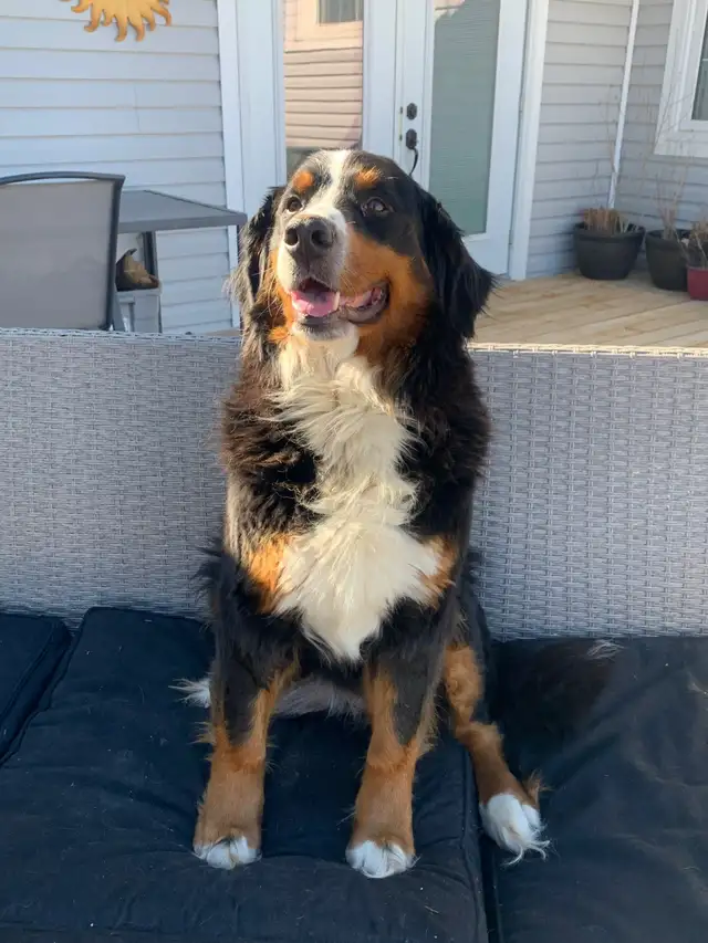 Bernese Mountain Dog Puppies - Photo 9