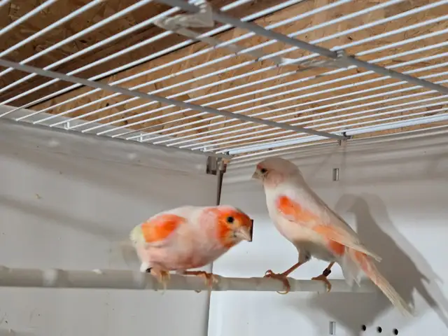 Red Mosaic Canary Pair