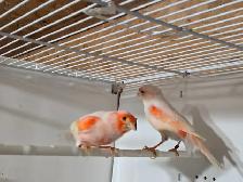 Red Mosaic Canary Pair