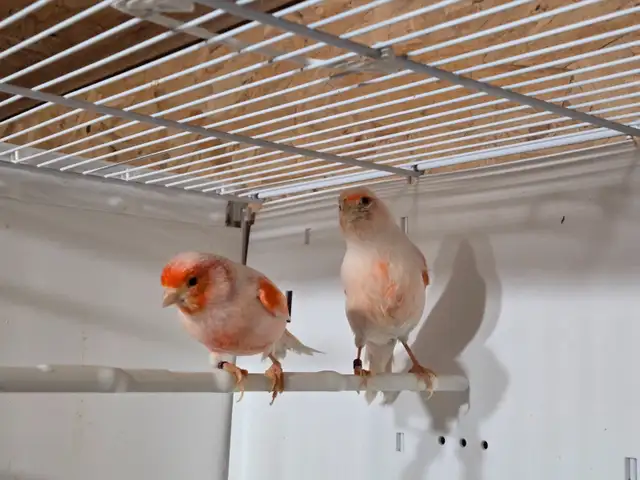 Red Mosaic Canary Pair - Photo 2