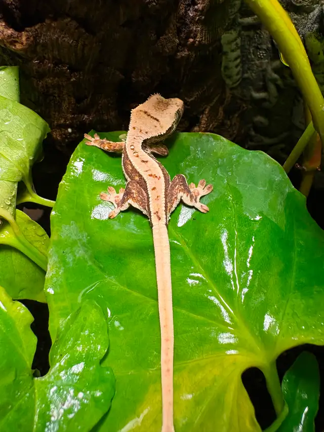 Gecko à crête Lilly White tricolor