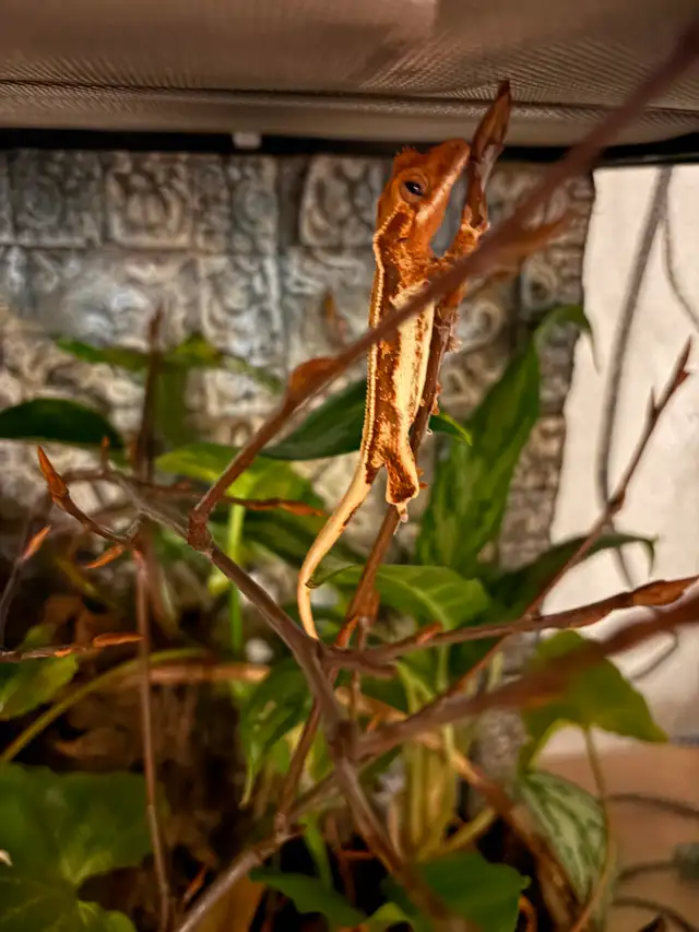 Gecko à crête Lilly White tricolor - Photo 2