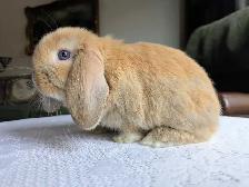 Purebred Holland Lop Baby Bunnies