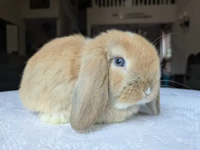 Purebred Holland Lop Baby Bunnies - Photo 2