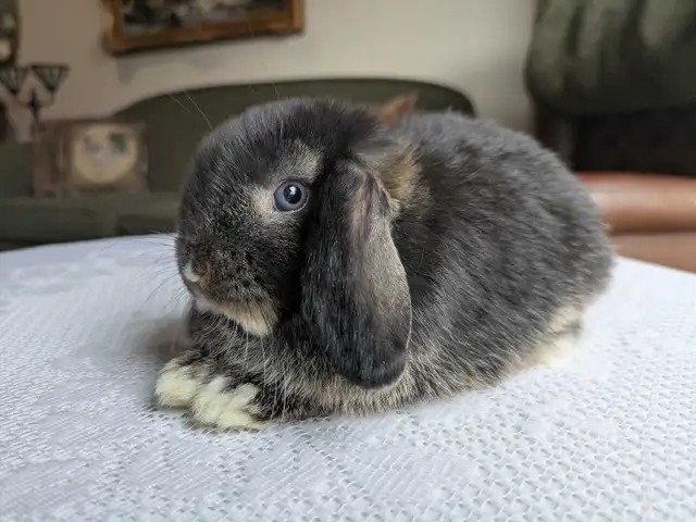 Purebred Holland Lop Baby Bunnies - Photo 3