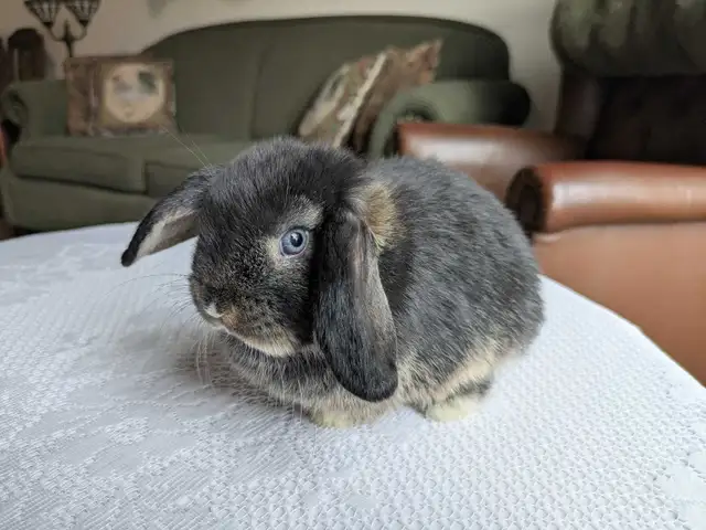 Purebred Holland Lop Baby Bunnies - Photo 4