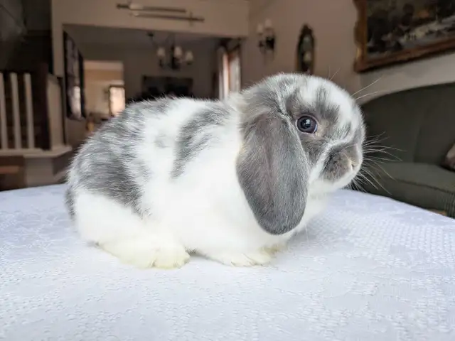 Purebred Holland Lop Baby Bunnies - Photo 5