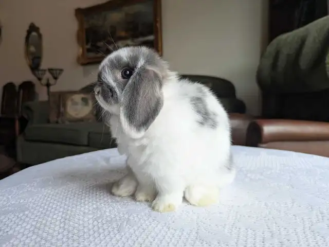 Purebred Holland Lop Baby Bunnies - Photo 6