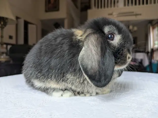 Purebred Holland Lop Baby Bunnies - Photo 7