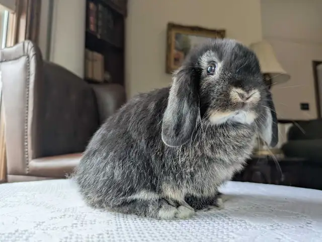 Purebred Holland Lop Baby Bunnies - Photo 8