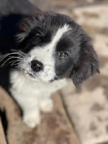 Springer Pyrenees Cross Pups