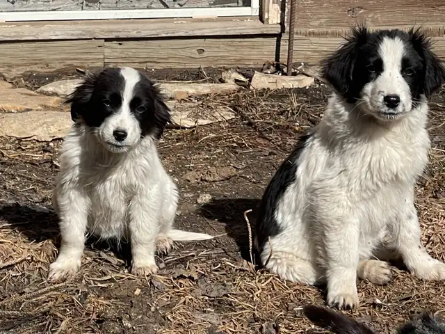 Springer Pyrenees Cross Pups - Photo 2