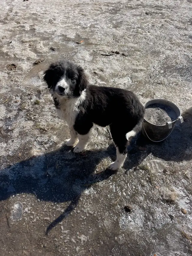 Springer Pyrenees Cross Pups - Photo 3