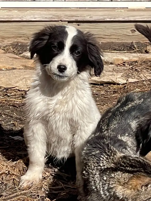 Springer Pyrenees Cross Pups - Photo 4