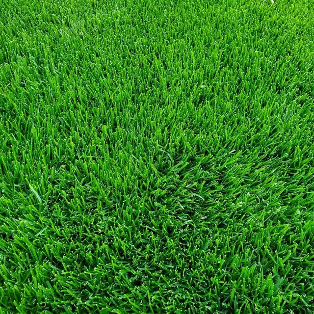 BA Grass maintenance 2026