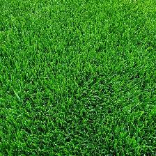 BA Grass maintenance 2026