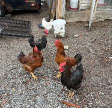 Roosters for sale