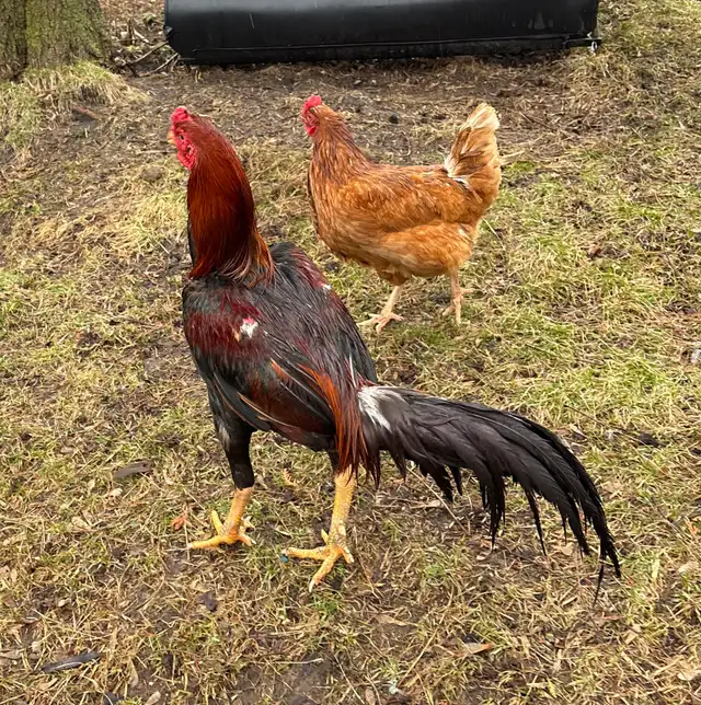 Roosters for sale - Photo 2