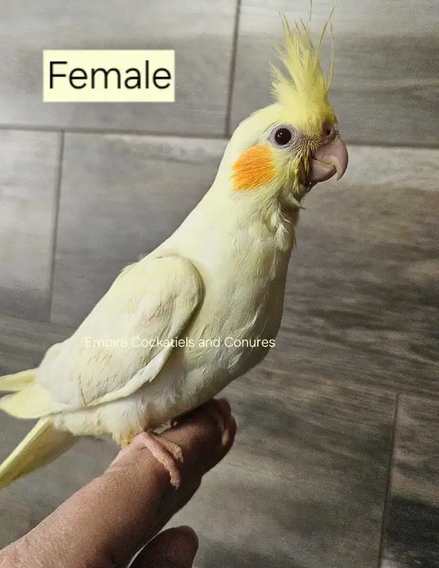 Female Lutino Cockatiel