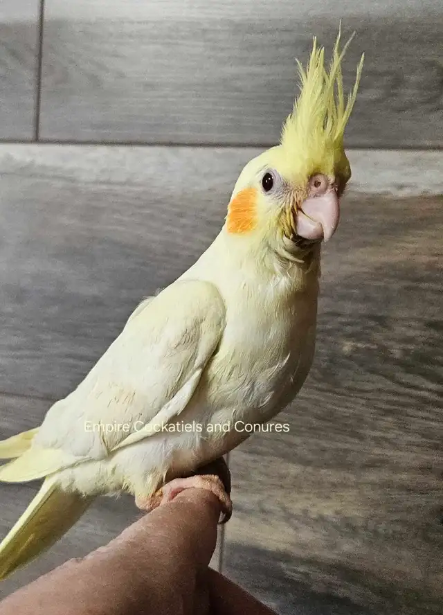 Female Lutino Cockatiel - Photo 2