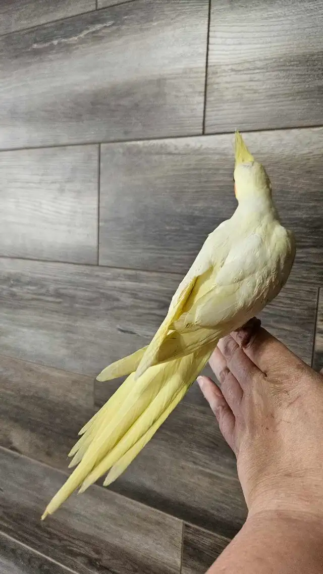 Female Lutino Cockatiel - Photo 3