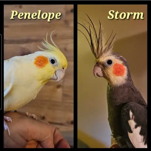 Female Lutino Cockatiel - Photo 4